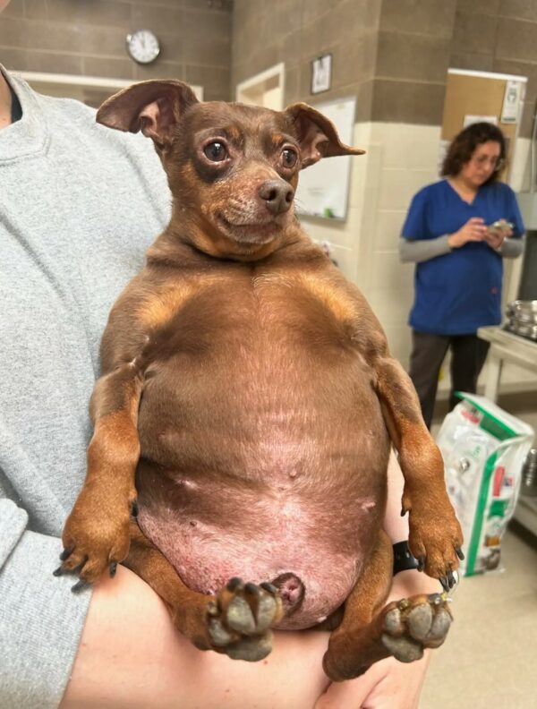 A Chubby Pup's Journey to Health and Happiness Will Warm Your Heart!-1