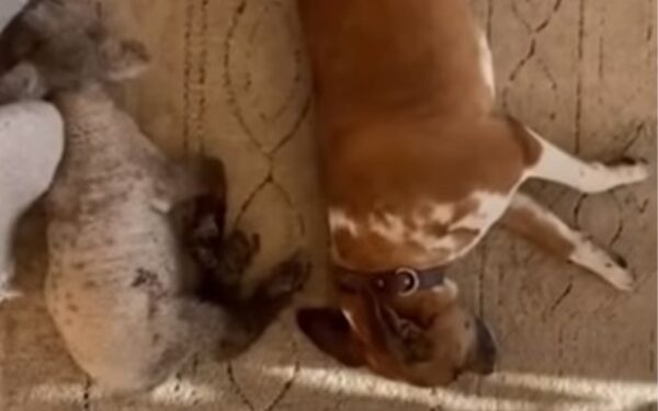 A Lamb's Heartbreak and a Dog's Compassionate Rescue-1