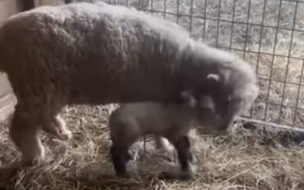 A Lamb's Heartbreak and a Dog's Compassionate Rescue-1