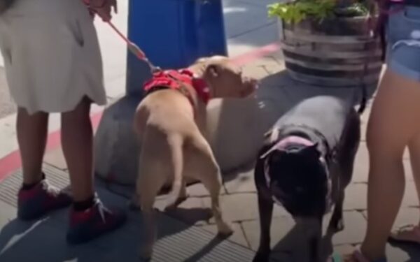 A Pit Bull's Journey: From Isolation to Unforgettable Friendship-1