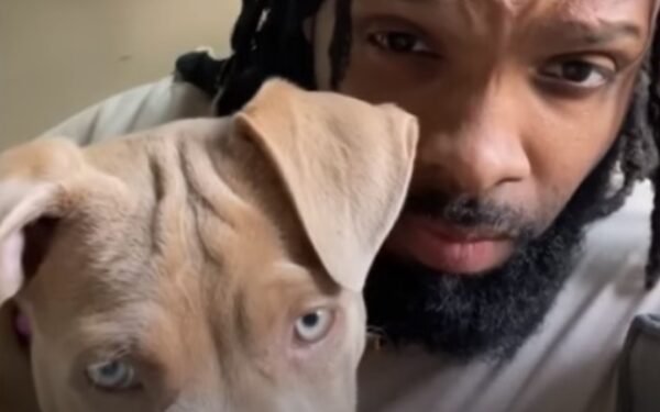 A Pit Bull's Journey: From Isolation to Unforgettable Friendship-1