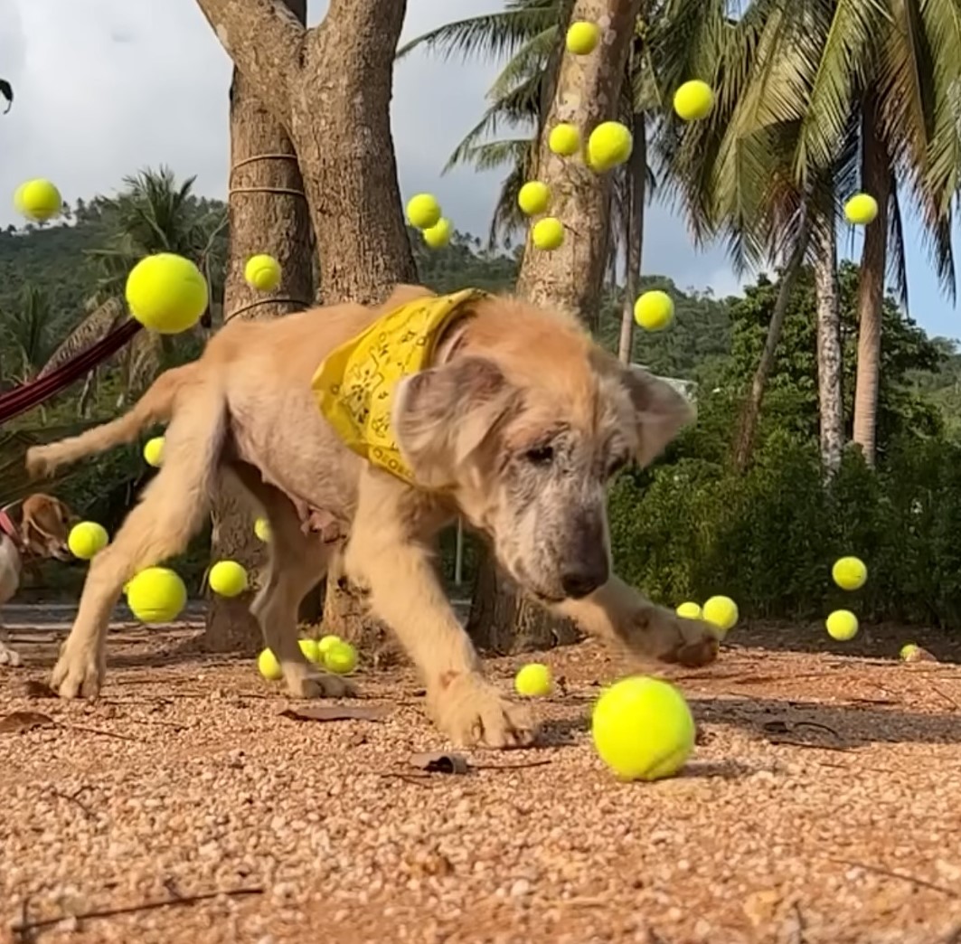 A Stray Dog's Final Days: A Journey of Love and Resilience
