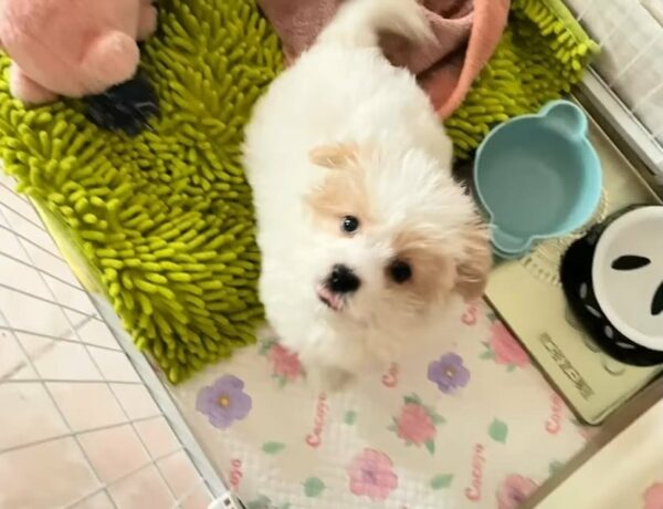 A Stray Puppy's Heartfelt Plea for Love Captivates the World-1
