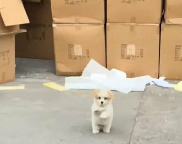 A Stray Puppy's Heartfelt Plea for Love Captivates the World-1