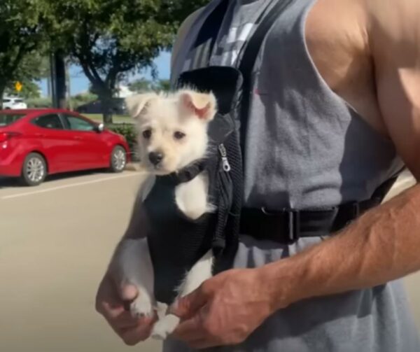 A Tale of Two Special Pups: Finding Friendship Against All Odds-1