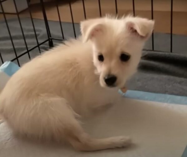A Tale of Two Special Pups: Finding Friendship Against All Odds-1