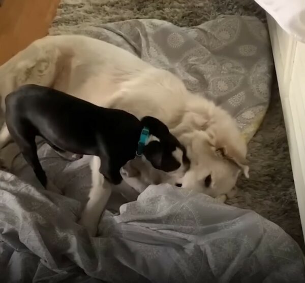 Anxious Puppy Finds Hope in the Most Unexpected Way-1