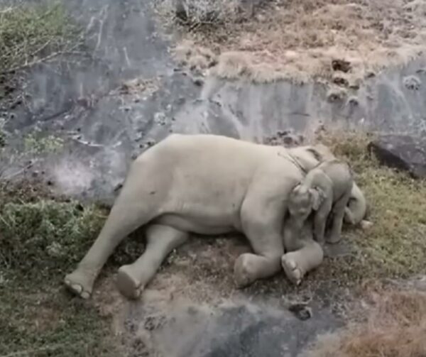 Emotional Elephant Reunion: Lost Calf's Miraculous Journey Home-1