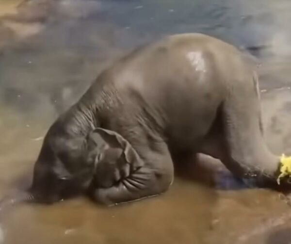 Emotional Elephant Reunion: Lost Calf's Miraculous Journey Home-1