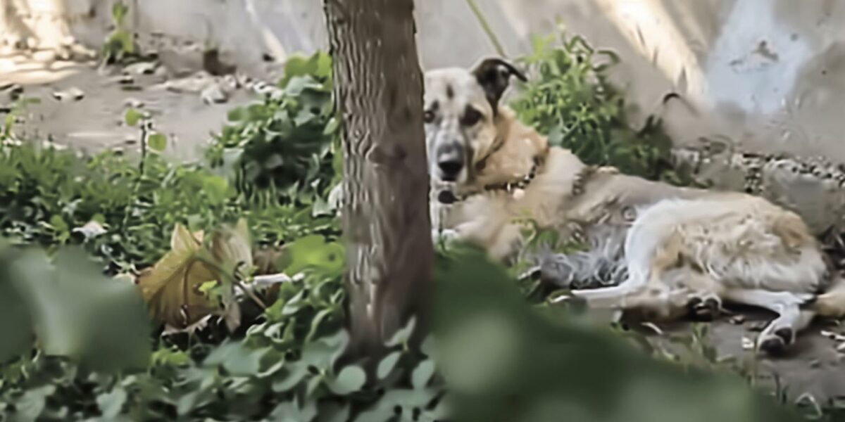 Emotional Journey of a Chained Dog: From Despair to Joyful Freedom