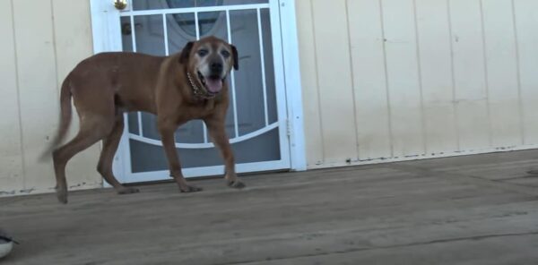 From Despair to Joy: An Abandoned Dog's Miraculous Journey-1