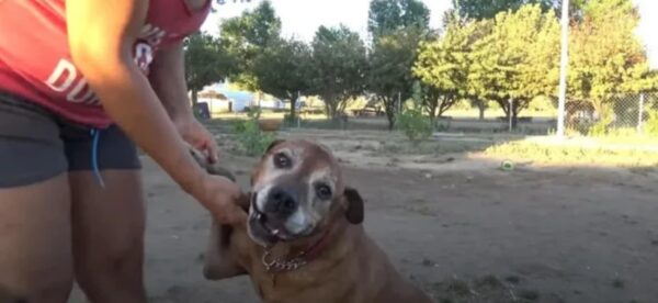 From Despair to Joy: An Abandoned Dog's Miraculous Journey-1