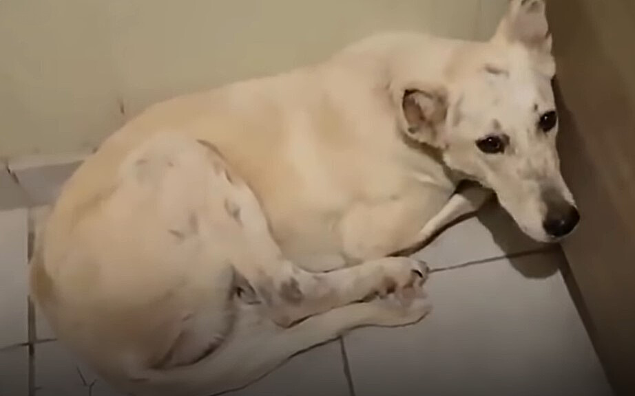 From Despair to Joy: The Unbelievable Journey of a Dog Saved from Death