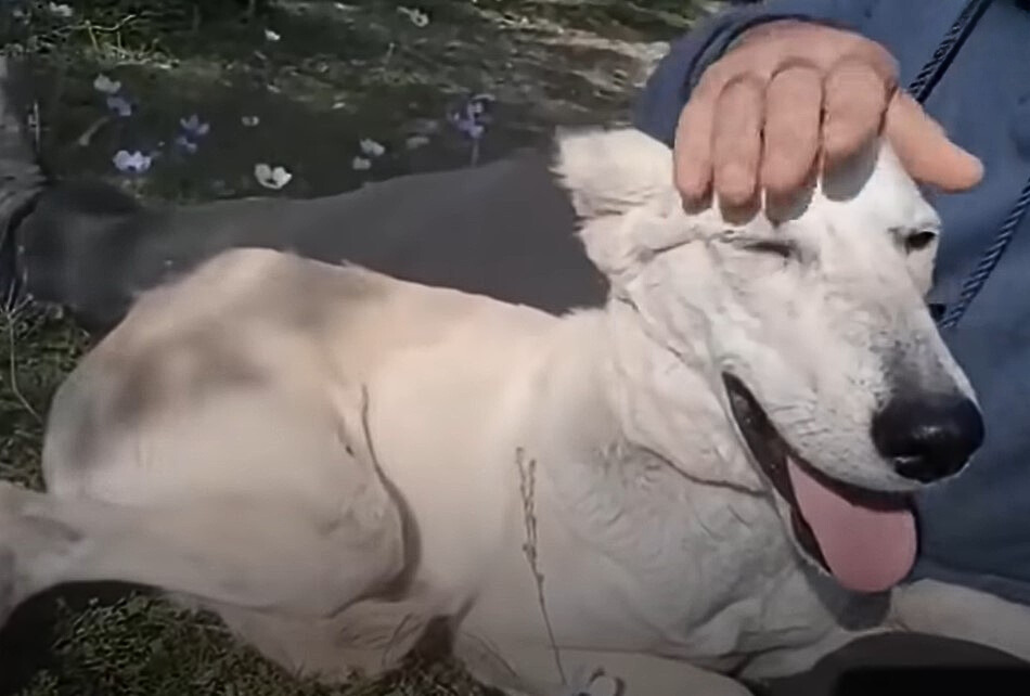 From Despair to Joy: The Unbelievable Journey of a Dog Saved from Death