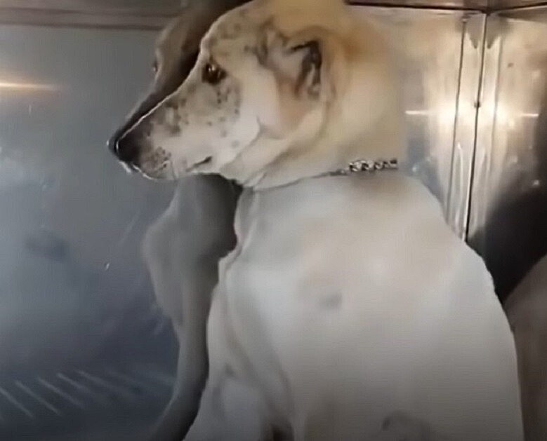 From Despair to Joy: The Unbelievable Journey of a Dog Saved from Death
