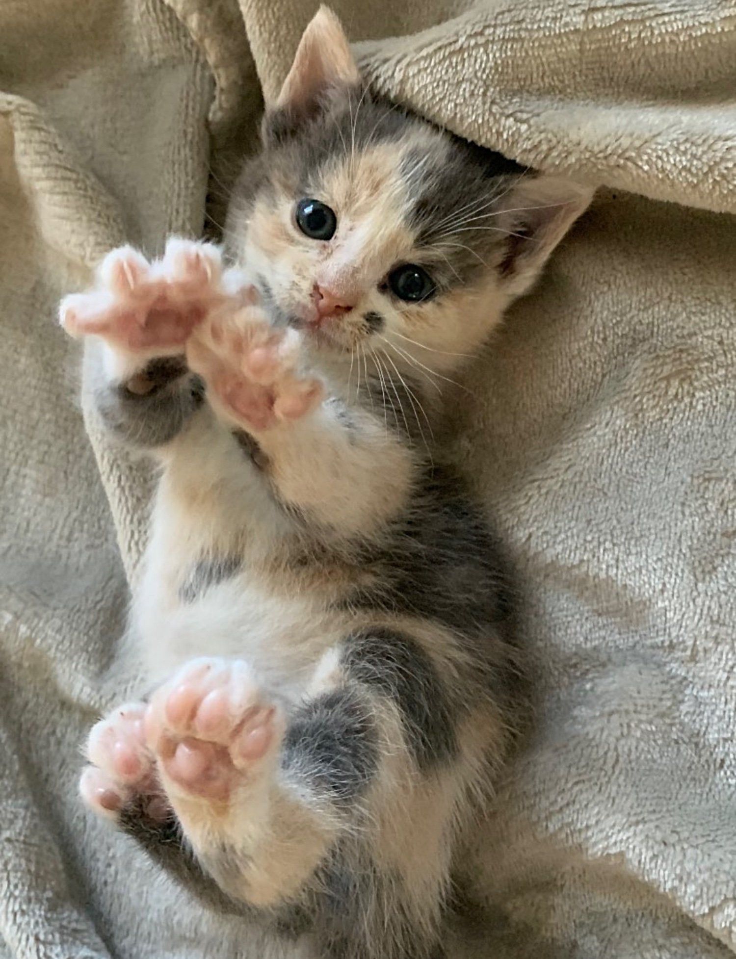 From Grit to Glamour: Tiny Kitten's Bold Journey from Industrial Site ...