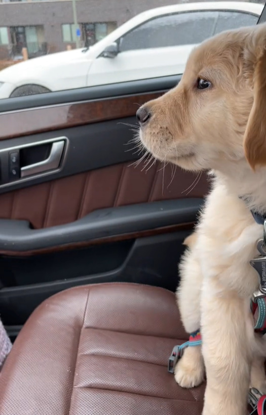 Golden Retriever’s Unexpected Encounter with Windshield Wipers Will Leave You in Stitches-1