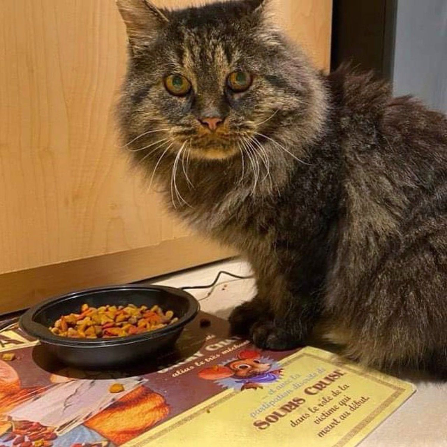 Heartfelt Reunion: Two Stray Cats Find Their Forever Home Together