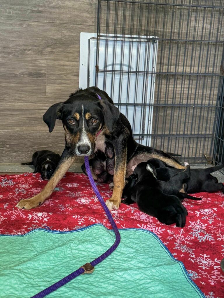 Incredible Rescue: Mama Dog's Desperate Fight for Her Puppies Ends in ...