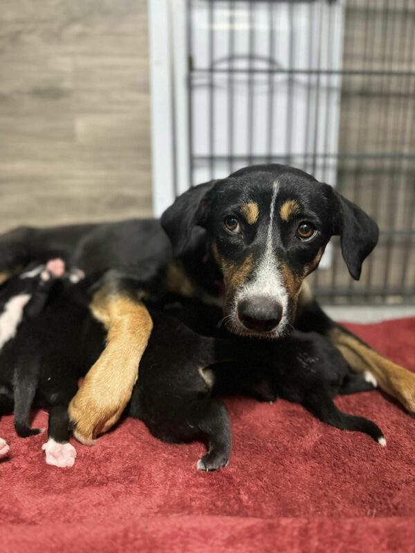 Incredible Rescue: Mama Dog's Desperate Fight for Her Puppies Ends in an Unbelievable Twist-1