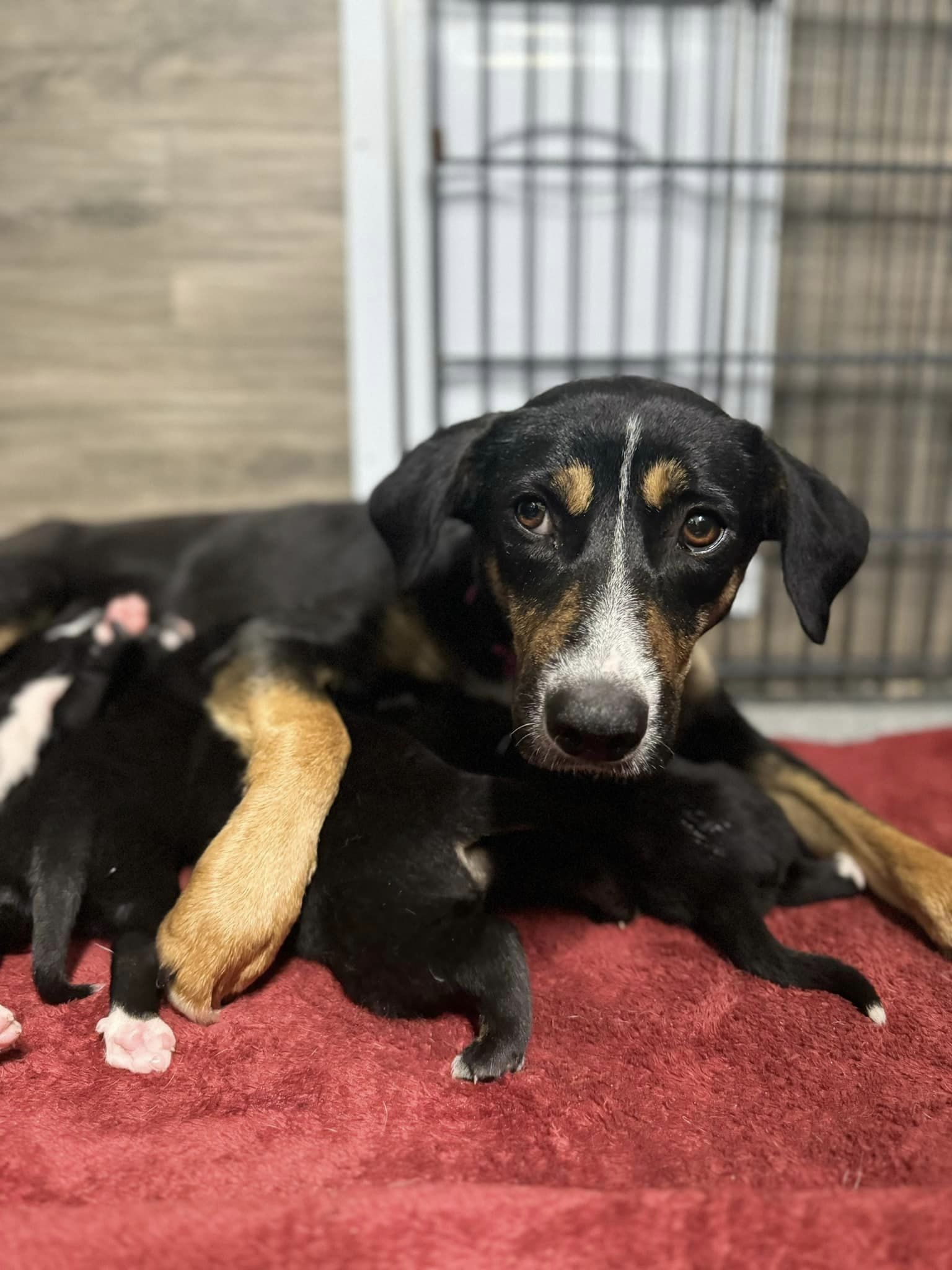 Incredible Rescue: Mama Dog's Desperate Fight for Her Puppies Ends in ...
