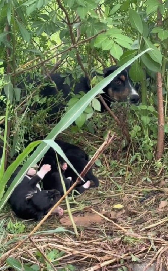 Incredible Rescue: Mama Dog's Desperate Fight for Her Puppies Ends in an Unbelievable Twist-1