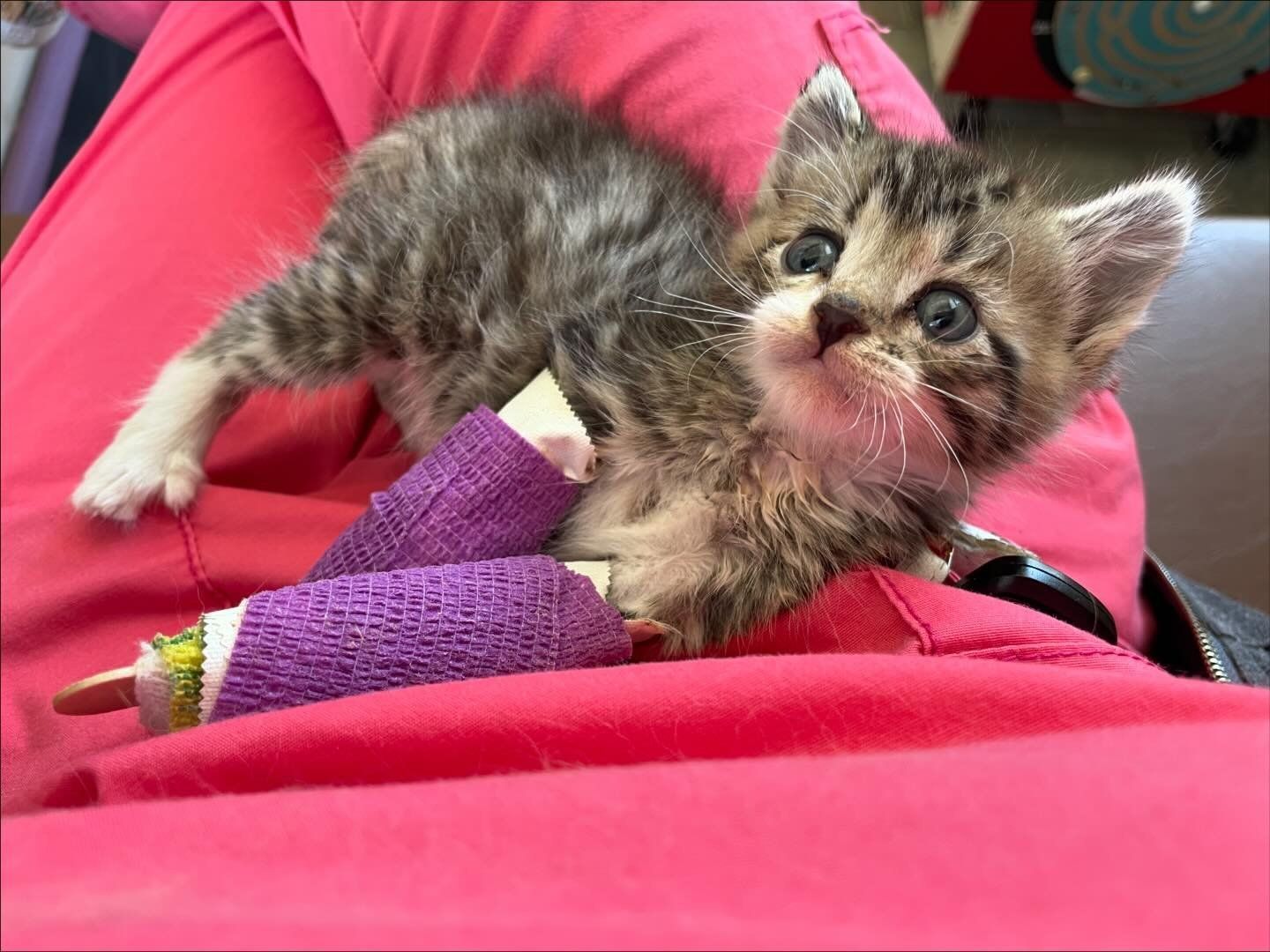 Incredible Transformation: How a Brave Kitten Overcame Obstacles to ...