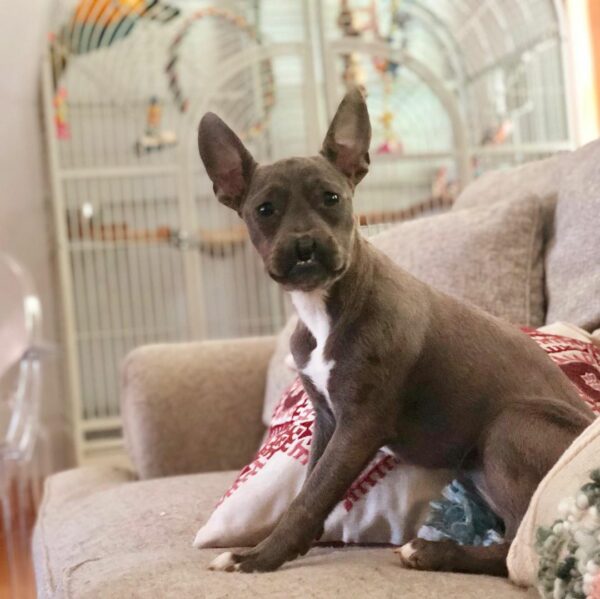 Meet the Remarkable Pittie Who Defied All Odds and Stole Hearts-1