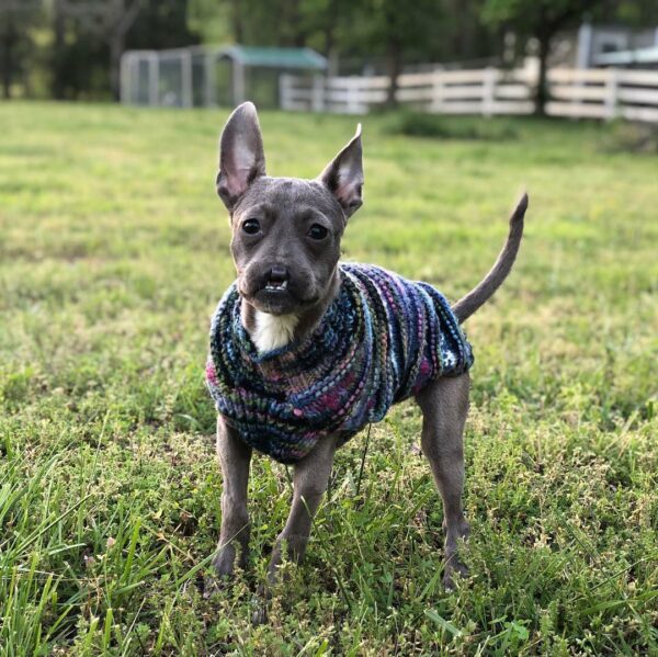 Meet the Remarkable Pittie Who Defied All Odds and Stole Hearts-1
