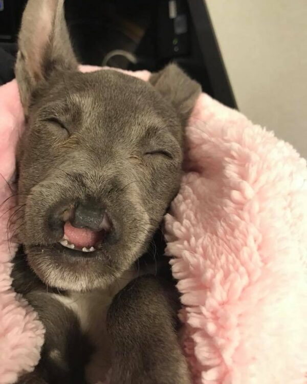 Meet the Remarkable Pittie Who Defied All Odds and Stole Hearts-1