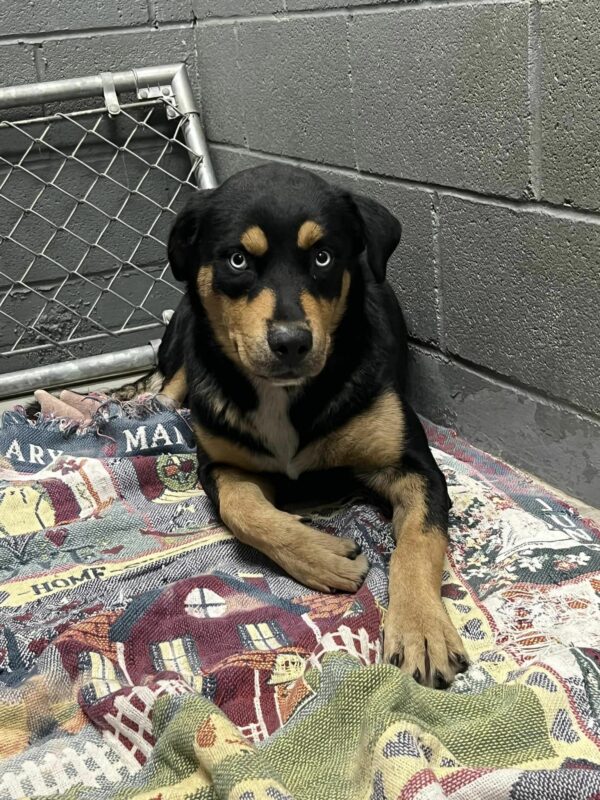 Pup's Unwavering Faith: A Heartbreaking Journey to Reunite with Her Family-1