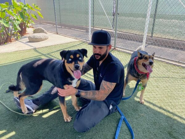 Pup's Unwavering Faith: A Heartbreaking Journey to Reunite with Her Family-1