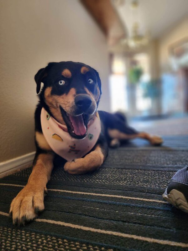 Pup's Unwavering Faith: A Heartbreaking Journey to Reunite with Her Family-1