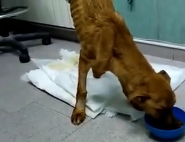 Rescue Mission: The Miraculous Transformation of an Abandoned Puppy-1