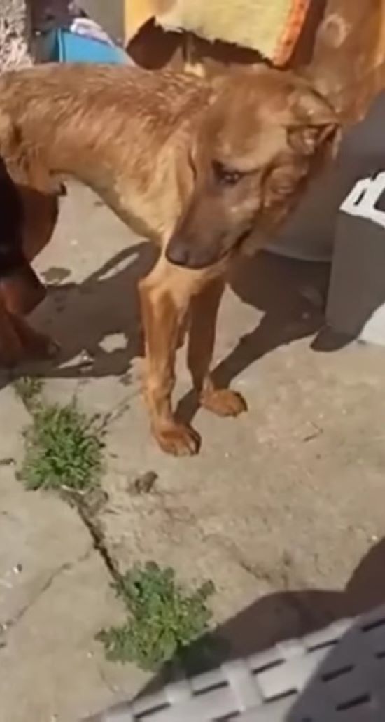 Rescue Mission: The Miraculous Transformation of an Abandoned Puppy-1