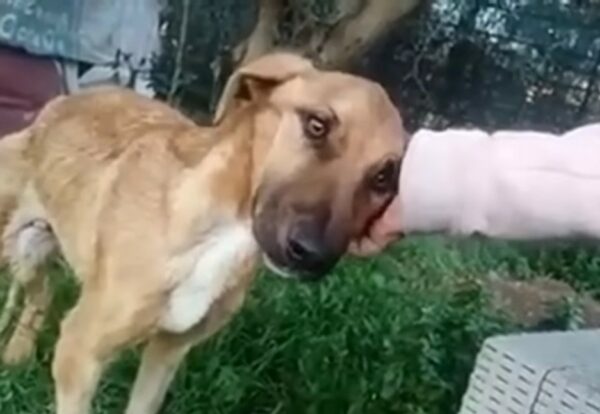 Rescue Mission: The Miraculous Transformation of an Abandoned Puppy-1
