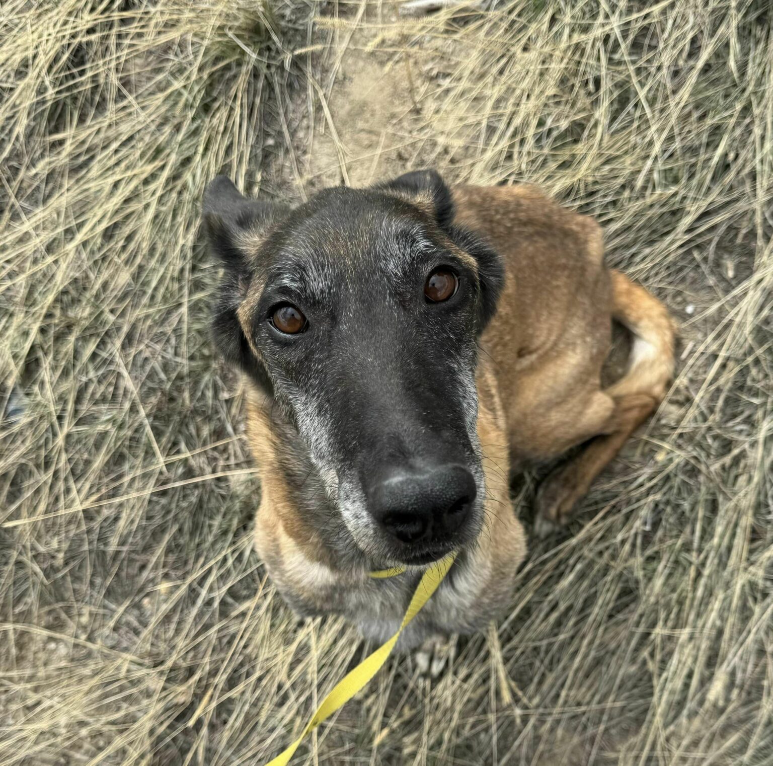 Rescue of a Lifetime: Abused Dog's Separation from Puppies Sparks ...