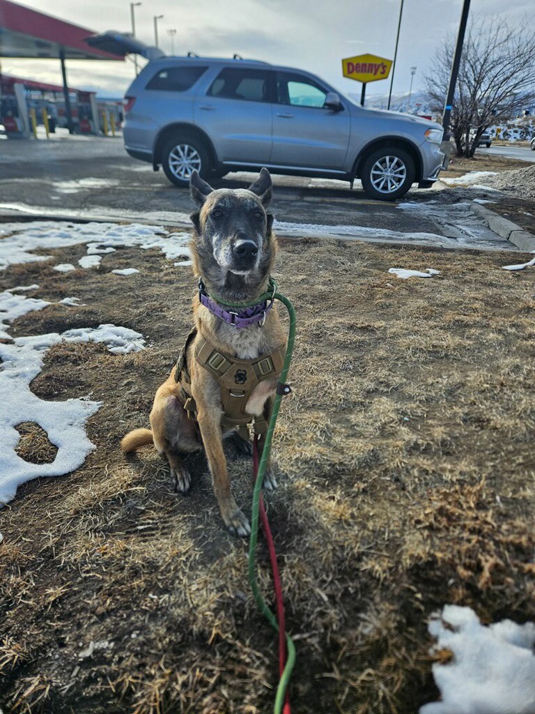 Rescue of a Lifetime: Abused Dog's Separation from Puppies Sparks ...