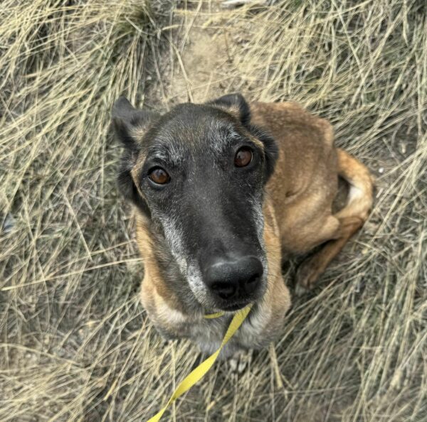 Rescue of a Lifetime: Abused Dog's Separation from Puppies Sparks Heartfelt Journey-1