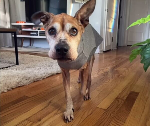 The Heartbreaking Tale of a Senior Dog's Unwavering Patience-1