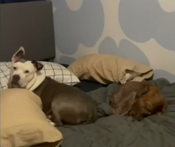 The Heartbreaking Tale of a Senior Dog's Unwavering Patience-1