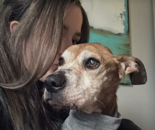 The Heartbreaking Tale of a Senior Dog's Unwavering Patience-1