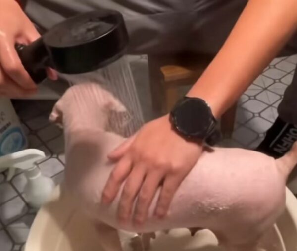 The Moment A Shivering Dog's Life Transformed By A Kind Stranger-1