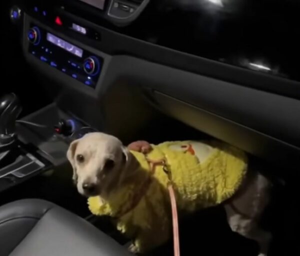 The Moment A Shivering Dog's Life Transformed By A Kind Stranger-1