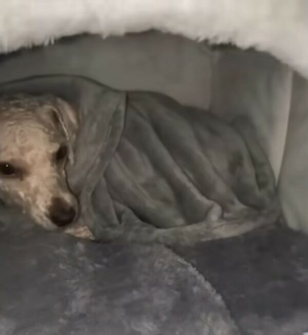 The Moment A Shivering Dog's Life Transformed By A Kind Stranger-1