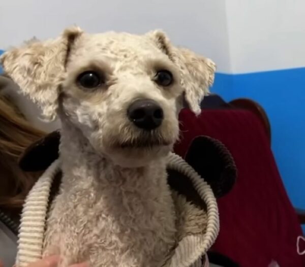 The Moment A Shivering Dog's Life Transformed By A Kind Stranger-1