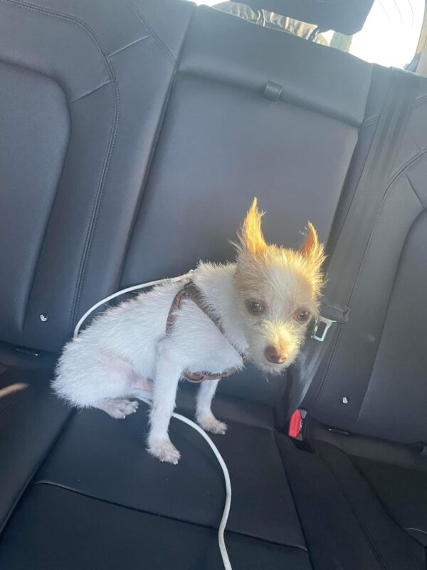 Tiny Puppy Sparks Heartfelt Transformation After Seeking Police Officer's Aid-1