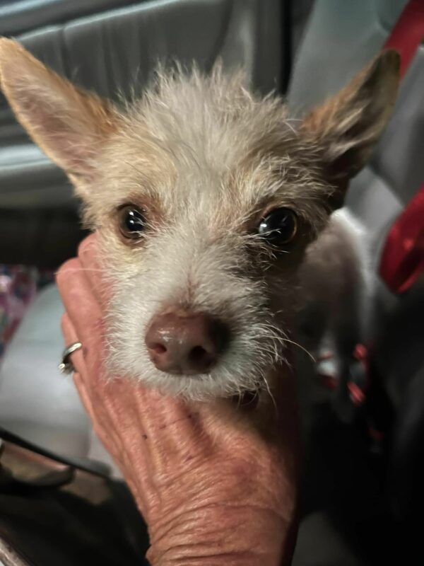 Tiny Puppy Sparks Heartfelt Transformation After Seeking Police Officer's Aid-1