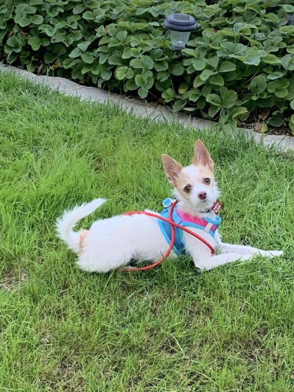 Tiny Puppy Sparks Heartfelt Transformation After Seeking Police Officer's Aid-1