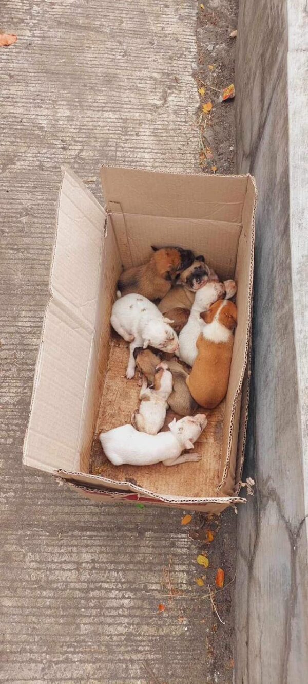 Unbelievable Discovery on a Cycling Trail: What Was Inside the Box?-1